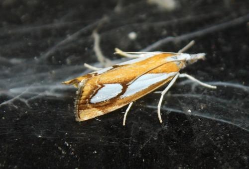 Réf. 194 722 : Catoptria pinella